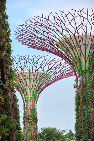 SINGAPORE - MARCH 27: Night view of Supertree Grove at Gardens by the Bay on MARCH 27, 2014 in Singapore.のeditorial素材