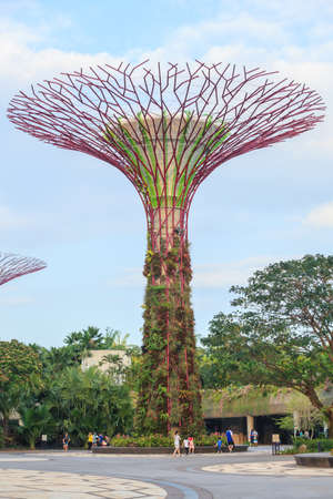 SINGAPORE - MARCH 27: Night view of Supertree Grove at Gardens by the Bay on MARCH 27, 2014 in Singapore.のeditorial素材