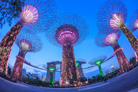 SINGAPORE - MARCH 27: Night view of Supertree Grove at Gardens by the Bay on MARCH 27, 2014 in Singapore.のeditorial素材