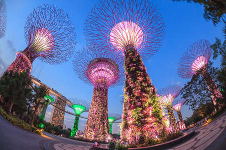 SINGAPORE - MARCH 27: Night view of Supertree Grove at Gardens by the Bay on MARCH 27, 2014 in Singapore.のeditorial素材