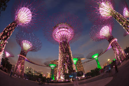 SINGAPORE - MARCH 27: Night view of Supertree Grove at Gardens by the Bay on MARCH 27, 2014 in Singapore.のeditorial素材