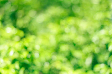 Abstract green blurred bokeh background.の写真素材