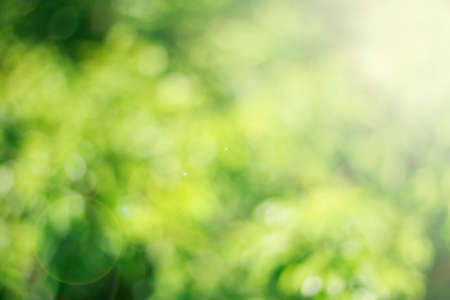 Abstract green blurred bokeh background.の写真素材