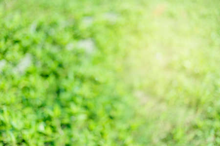 Abstract green blurred bokeh background.の写真素材