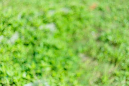 Abstract green blurred bokeh background.の写真素材