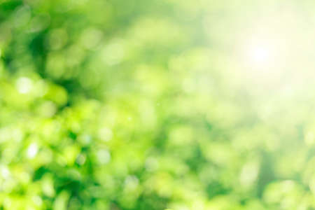 Abstract green blurred bokeh background.の写真素材