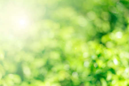 Abstract green blurred bokeh background.の写真素材