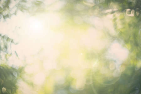Blurred leaf in sunlight shine on background with copy space for text advertisment. calm blur park lawn soft life lush tree space retro fresh plant light relax color eco spa bio new copy space empty bush art effect elm wide big manual focusの写真素材