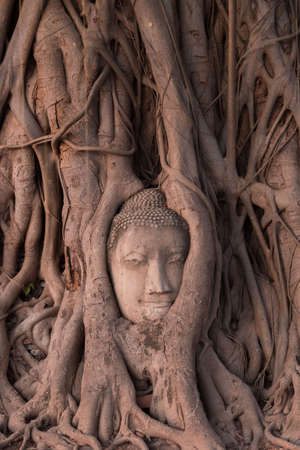 The famous Head of Buddha statue in the tree roots at Wat Mahathat temple, Ayutthaya, Thailand.の写真素材