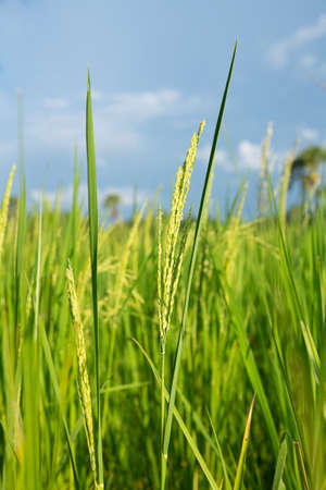 Abstract green paddy rice grass in spring season background concept summer sunshine image, countryside nature viewの写真素材