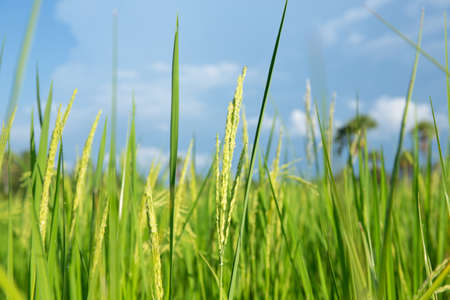 Abstract green paddy rice grass in spring season background concept summer sunshine image, countryside nature viewの写真素材