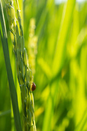 Abstract green paddy rice grass in spring season background concept summer sunshine image, countryside nature viewの写真素材