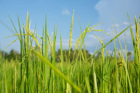 Abstract green paddy rice grass in spring season background concept summer sunshine image, countryside nature viewの写真素材