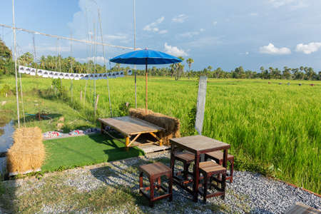 Abstract green paddy rice grass in spring season background concept summer sunshine image, countryside nature viewの写真素材