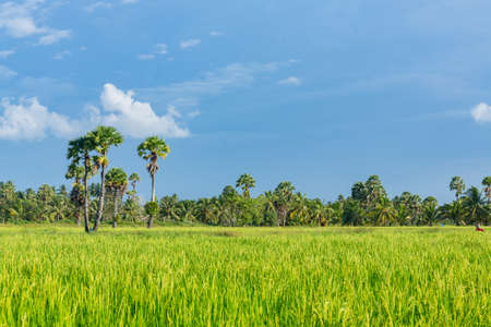 Abstract green paddy rice grass in spring season background concept summer sunshine image, countryside nature viewの写真素材