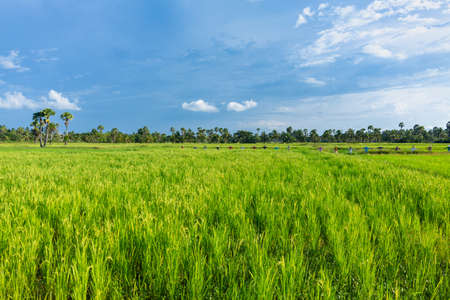 Abstract green paddy rice grass in spring season background concept summer sunshine image, countryside nature viewの写真素材
