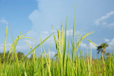 Abstract green paddy rice grass in spring season background concept summer sunshine image, countryside nature viewの写真素材