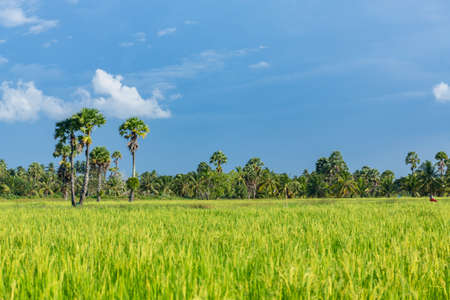 Abstract green paddy rice grass in spring season background concept summer sunshine image, countryside nature viewの写真素材