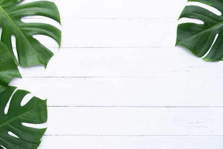 Dark green Monstera large leaves, philodendron tropical foliage plant growing in wild on white wood...