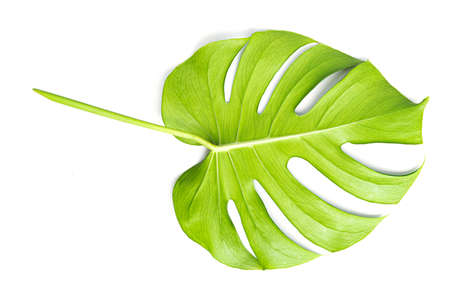 green Monstera large leaves, philodendron tropical foliage plant growing in wild on white backgroundの写真素材