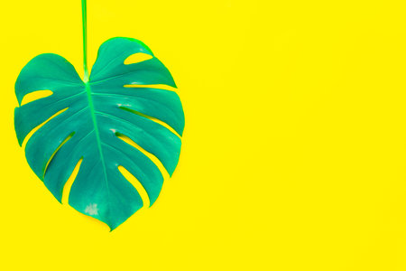 Isolate Dark green Monstera large leaves, philodendron tropical foliage plant growing in wild on...