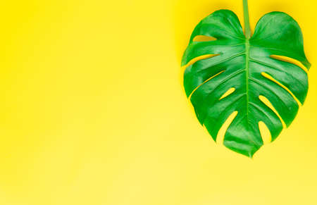Isolate Dark green Monstera large leaves, philodendron tropical foliage plant growing in wild on yellow background with clipping path concept for flat lay summer greenery leaf texture rainforest floralの写真素材