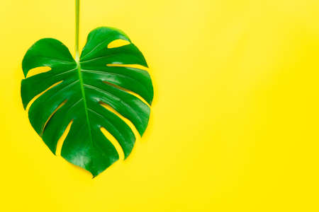 Isolate Dark green Monstera large leaves, philodendron tropical foliage plant growing in wild on yellow background with clipping path concept for flat lay summer greenery leaf texture rainforest floralの写真素材