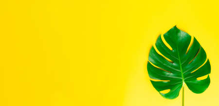 Isolate Dark green Monstera large leaves, philodendron tropical foliage plant growing in wild on yellow background with clipping path concept for flat lay summer greenery leaf texture rainforest floralの写真素材