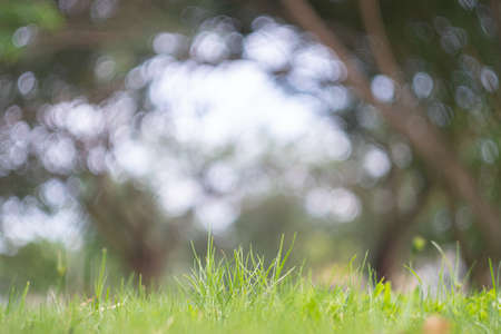 Abstract blur green exercise park in spring outdoor background concept for blurry beautiful nature field, horizon autumn meadow scene, eco environment day in summer blossom.の写真素材