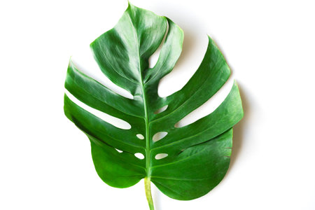 Isolate Dark green Monstera large leaves, philodendron tropical foliage plant growing in wild on...