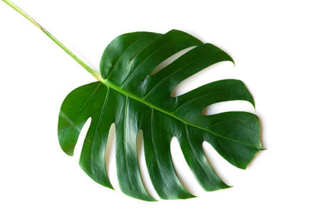 Isolate Dark green Monstera large leaves, philodendron tropical foliage plant growing in wild on white backgroundの写真素材