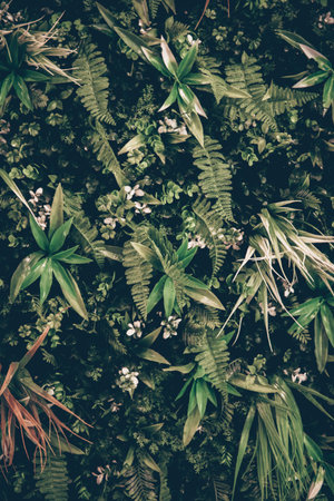 Exotic Dark green hawaiian leaves, philodendron tropical foliage plant growing in wild on white...