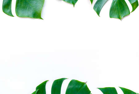 Isolate Dark green Monstera large leaves, philodendron tropical foliage plant growing in wild on white paper kraft background concept for flat lay summer paint greenery leaf texture rainforest floralの写真素材