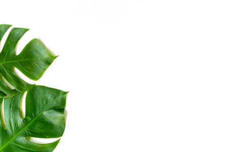 Isolate Dark green Monstera large leaves, philodendron tropical foliage plant growing in wild on white paper kraft background concept for flat lay summer paint greenery leaf texture rainforest floralの写真素材