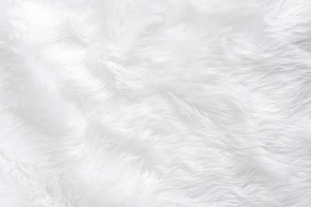Closeup animal white wool sheep background in top view light natural detail, grey fluffy seamless cotton texture. Wrinkled lamb fur coat skin, rug mat raw material,  fleece woolly textile concept の写真素材