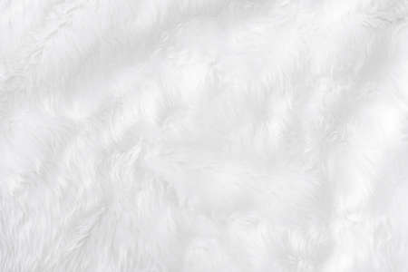Closeup animal white wool sheep background in top view light natural detail, grey fluffy seamless cotton texture. Wrinkled lamb fur coat skin, rug mat raw material,  fleece woolly textile concept の写真素材
