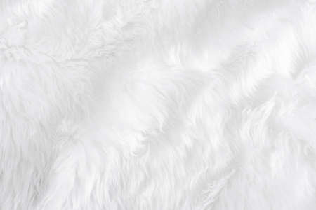 Closeup animal white wool sheep background in top view light natural detail, grey fluffy seamless cotton texture. Wrinkled lamb fur coat skin, rug mat raw material,  fleece woolly textile conceptの写真素材