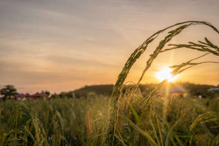 Rice field plant in sunset background concept for yellow cereal farm agriculture garden nature farm corp, Spring sunrise in China farmland. Abstract Indonesia rye reap cultivation gold spike fall.の写真素材