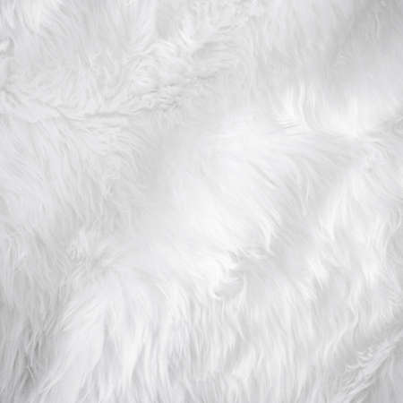 Closeup animal white wool sheep background in top view light natural detail, grey fluffy seamless cotton texture. Wrinkled lamb fur coat skin, rug mat raw material,  fleece woolly textile conceptの写真素材