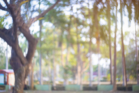 Blurry Green natural background Blur public park, road in nature outdoor in light foliage bokeh...