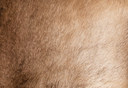 Brown Grey Animal Natural Fur Wolf Fox, Bear, Wildlife texture table top view Concept for hairy Background, textures and wallpaper. Close up detail of Fluffy grizzly Bear Coat image Full Frame.の写真素材