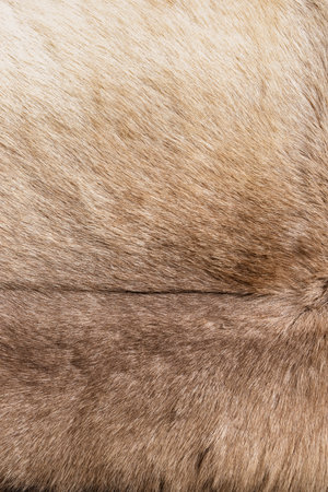 Brown Grey Animal Natural Fur Wolf Fox, Bear, Wildlife texture table top view Concept for hairy Background, textures and wallpaper. Close up detail of Fluffy grizzly Bear Coat image Full Frame.の写真素材