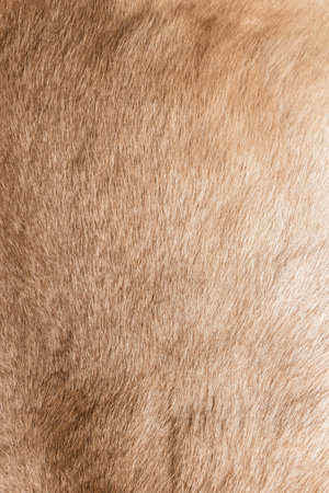 Brown Grey Animal Natural Fur Wolf Fox, Bear, Wildlife texture table top view Concept for hairy Background, textures and wallpaper. Close up detail of Fluffy grizzly Bear Coat image Full Frame.の写真素材