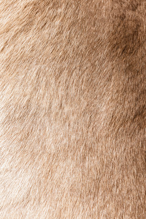 Brown Grey Animal Natural Fur Wolf Fox, Bear, Wildlife texture table top view Concept for hairy Background, textures and wallpaper. Close up detail of Fluffy grizzly Bear Coat image Full Frame.の写真素材