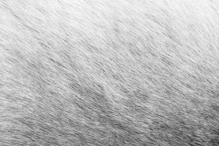 Brown Grey Animal Natural Fur Wolf Fox, Bear, Wildlife texture table top view Concept for hairy Background, textures and wallpaper. Close up detail of Fluffy grizzly Bear Coat image Full Frame.の写真素材
