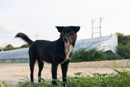 Black dog in grass of field, fur glisten in summer sun. tail wagging and tongue out, the playful canine is panting in a friendly manner. The urban landscape buildings and power lines background.の写真素材
