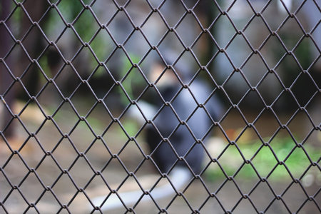 blur animal in the cage