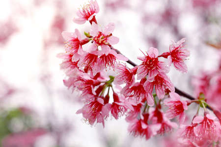 Wild Himalayan Cherry  Prunus cerasoides   Sakura in Thailandの写真素材