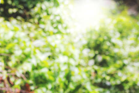 colorful background in green colors, the bokeh effectの写真素材