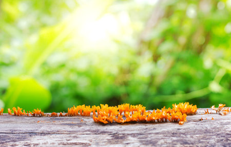 Fresh spring plant with green bokeh and sunlight and wood floor. Beauty natural backgroundの写真素材